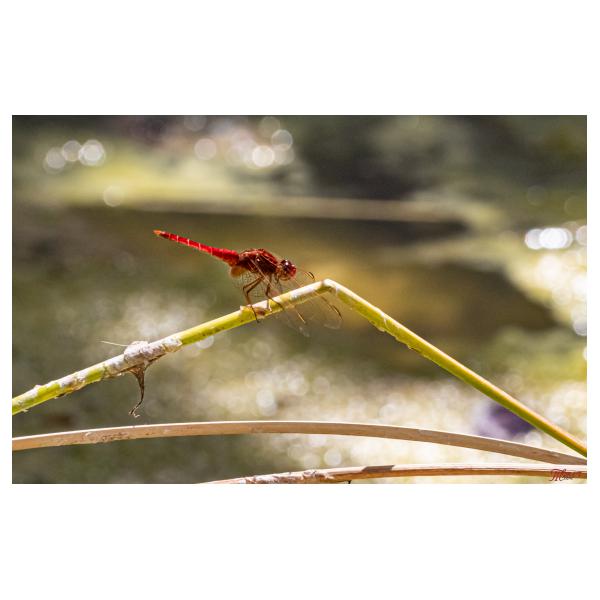 PHOTO84, CLUB, 84 , LUBERON